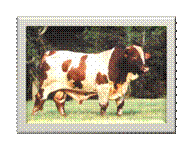 mhtml:file://C:\Documents%20and%20Settings\Administrador\Mis%20documentos\Estructura\Catalogos\Fotos%20Registros%20varios%20toros\beefmaster-profesor.mht!http://genex.crinet.com/addedattractions/images/animals/47bm1105.jpg