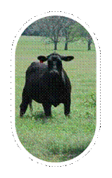 Spaying Heifers can Reduce Costs